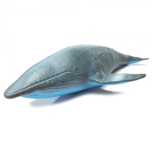 소프트해양(중)-흰수염고래